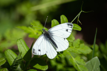 Green-veined White butterfly on greenery