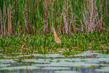 Danube Delta in the springtime