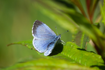 Holly Blue butterfly with its wings open