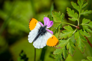 Orange-tip butterfly on herb robert