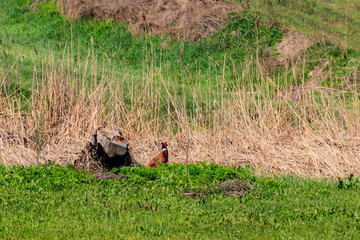 Pheasant in green grass on a meadow