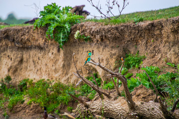 Bee Eater bird