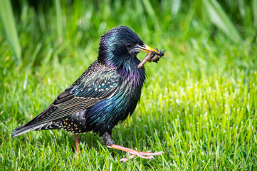 Starling with beak full of food