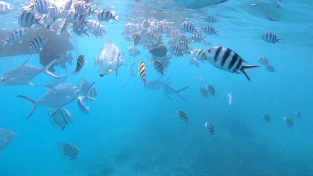 Female apnea in bikini at Felicite Island, Seychelles, Indian Ocean. Swim with scissortail sergeant fishes. Watersport activity. Woman snorkeling in tropical sea. Woman free diving swims in coral reef