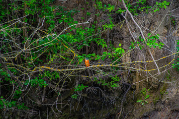 The kingfisher bird in the Danube Delta