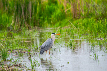 Grey Heron in Delta Danube