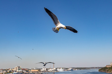 seagull in flight