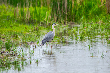 Grey Heron in Delta Danube