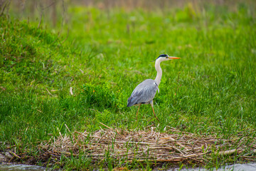 Grey Heron in Delta Danube