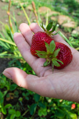 Two ripe strawberries in the palm of a close-up.