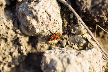 Firefighter beetle on the ground close up