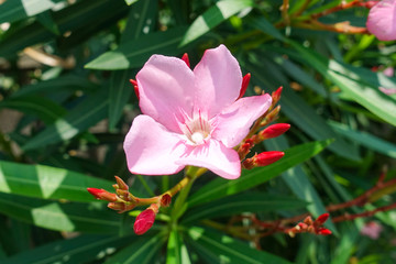 ソケイノウゼン