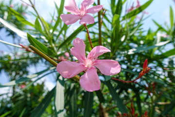 ソケイノウゼン