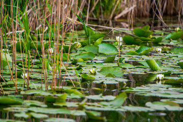 Danube Delta landscape ion the springtimer