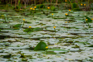 Danube Delta landscape ion the springtimer