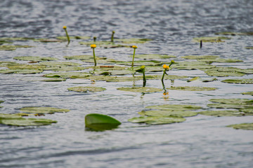 Danube Delta landscape ion the springtimer