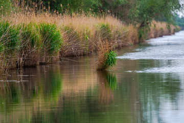 Obraz premium Danube Delta landscape ion the springtimer
