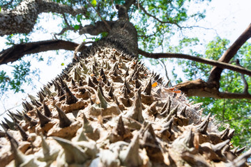 ceiba