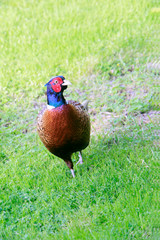 männlicher Fasan (Phasianus colchicus) im Garten