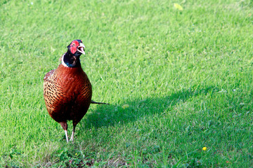 männlicher Fasan (Phasianus colchicus) im Garten