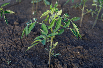 Young organic tomato seedlings grow in the ground