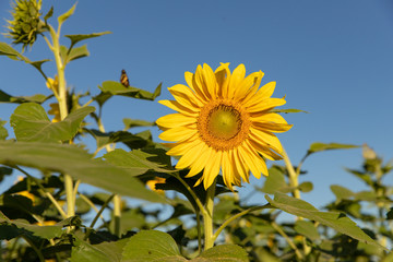 Sunflower planting in green and yellow colors