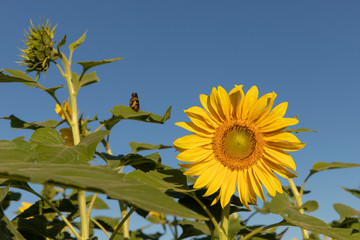 Sunflower planting in green and yellow colors