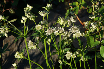 Grosse Sterndolde (Astrantia major) - Hybride