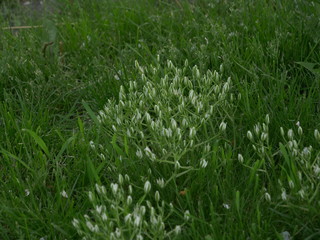 Grass things