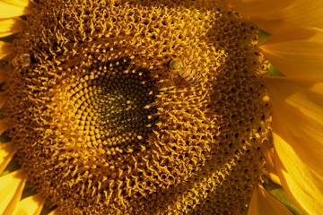 Vibrant sunflower yellow at dusk