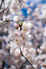 Small white spring flowers bloom on a warm and gentle spring day, against a beautiful blue sky