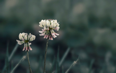 small white clover flowers in the meadow