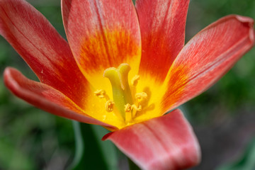 Fototapeta na wymiar A beautiful red and yellow lily blooms among lush green grass on a warm day in early spring
