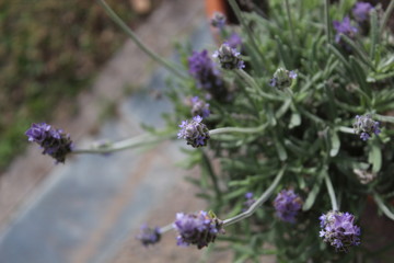 lavender