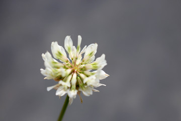 macro photo of white clover on stem