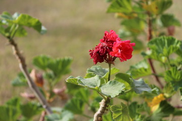 red flower