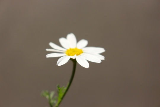 macro photo of white chamomile on stem