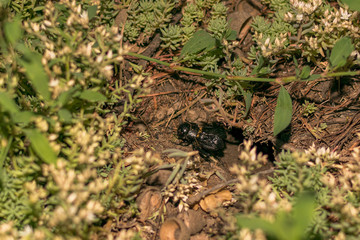 Insect cricket on the ground near the mink.