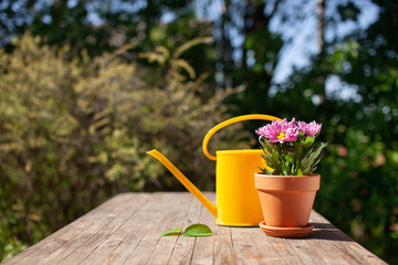 Close up of Gardening tools on the wooden table. Village view. Landscape. Still life. Flower in a pot and watering can...