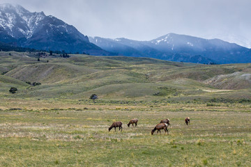 Herd of Elk by Gardiner, MT.