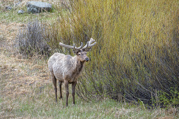 Elk stands in meadow.