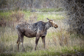 Female moose grazes in the grass.