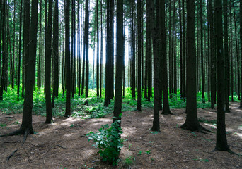 Forest landscape. View of the trees and the sun.