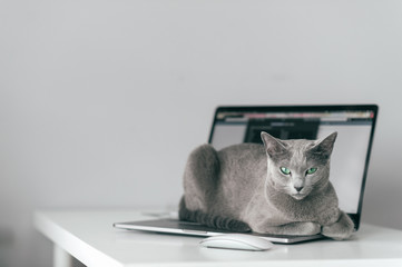 Beautiful russian blue cat with funny emotional muzzle lying on keayboard of notebook and relaxing in home interior on gray background. Breeding adorable gray kitten with blue eyes resting on laptop.