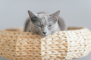 Lovely kitten lying in bed. Russian blue cat on gray background.