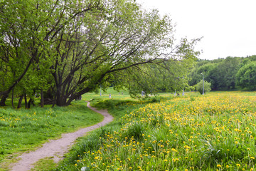 field of yellow dandelions and trees