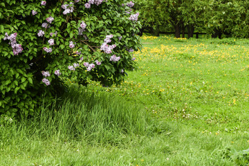 field of yellow dandelions and lilac bushes