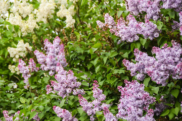 blooming purple and white clusters  flowers wisteria lilac  spring