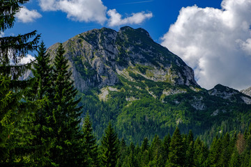 Mountain peak behind the trees