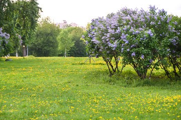 field of yellow dandelions and lilac bushes